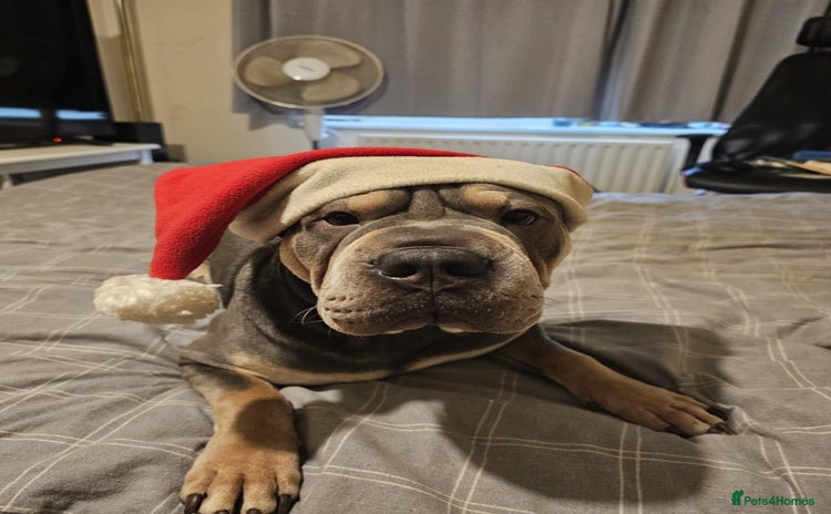 Mixed Breed dogs - Advert 1