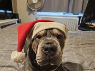 Mixed Breed dogs - Advert 1