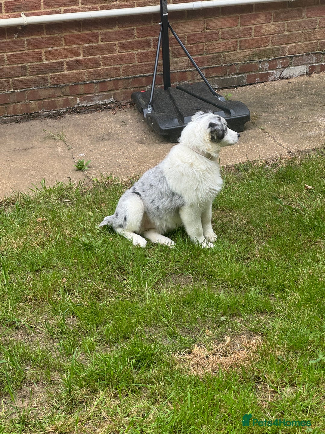 Australian Shepherd dogs for sale: Misty - Image 2