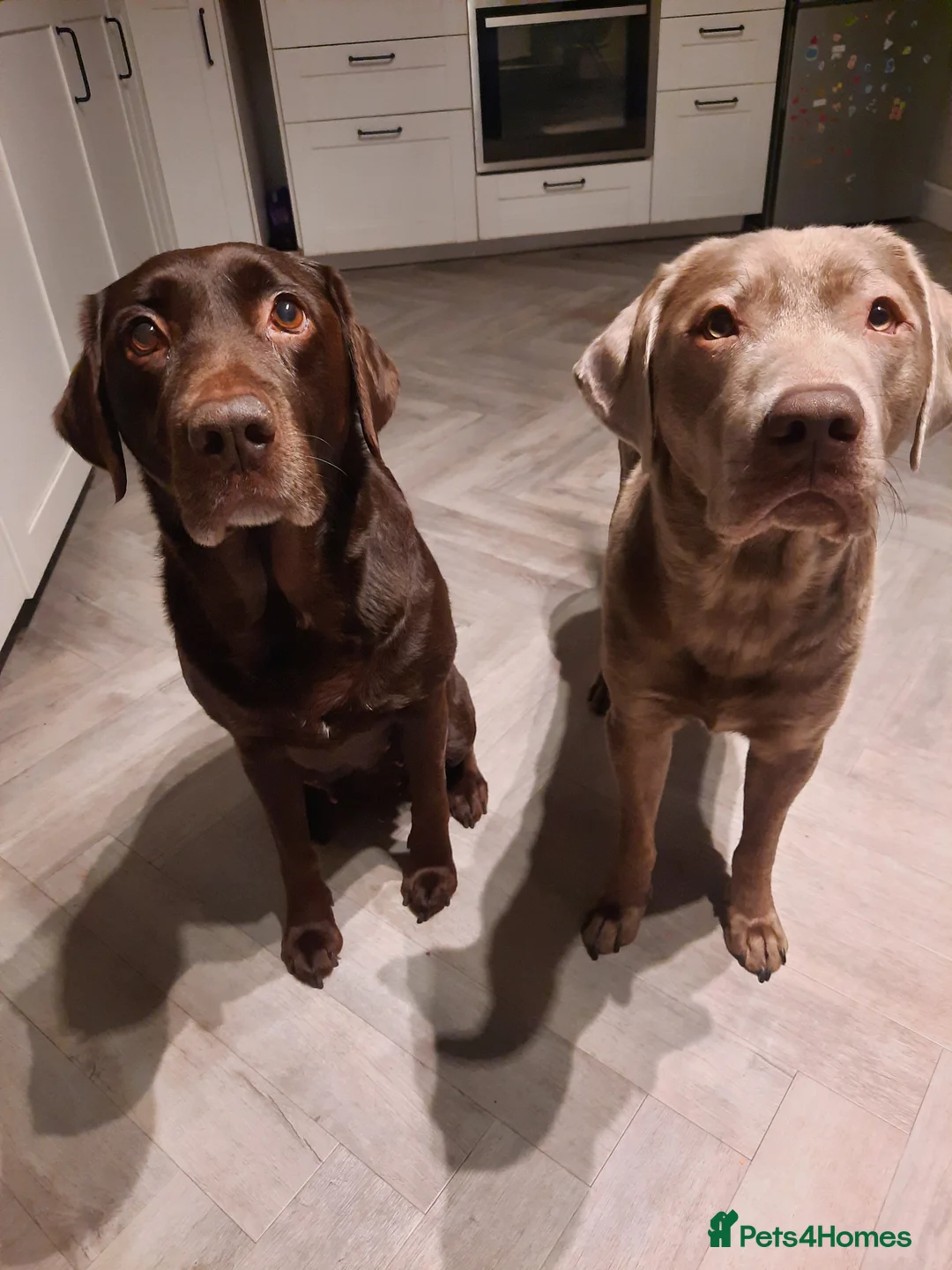 Labrador Retriever dogs for stud: Stud only, stunning silver labrador  - Advert 3