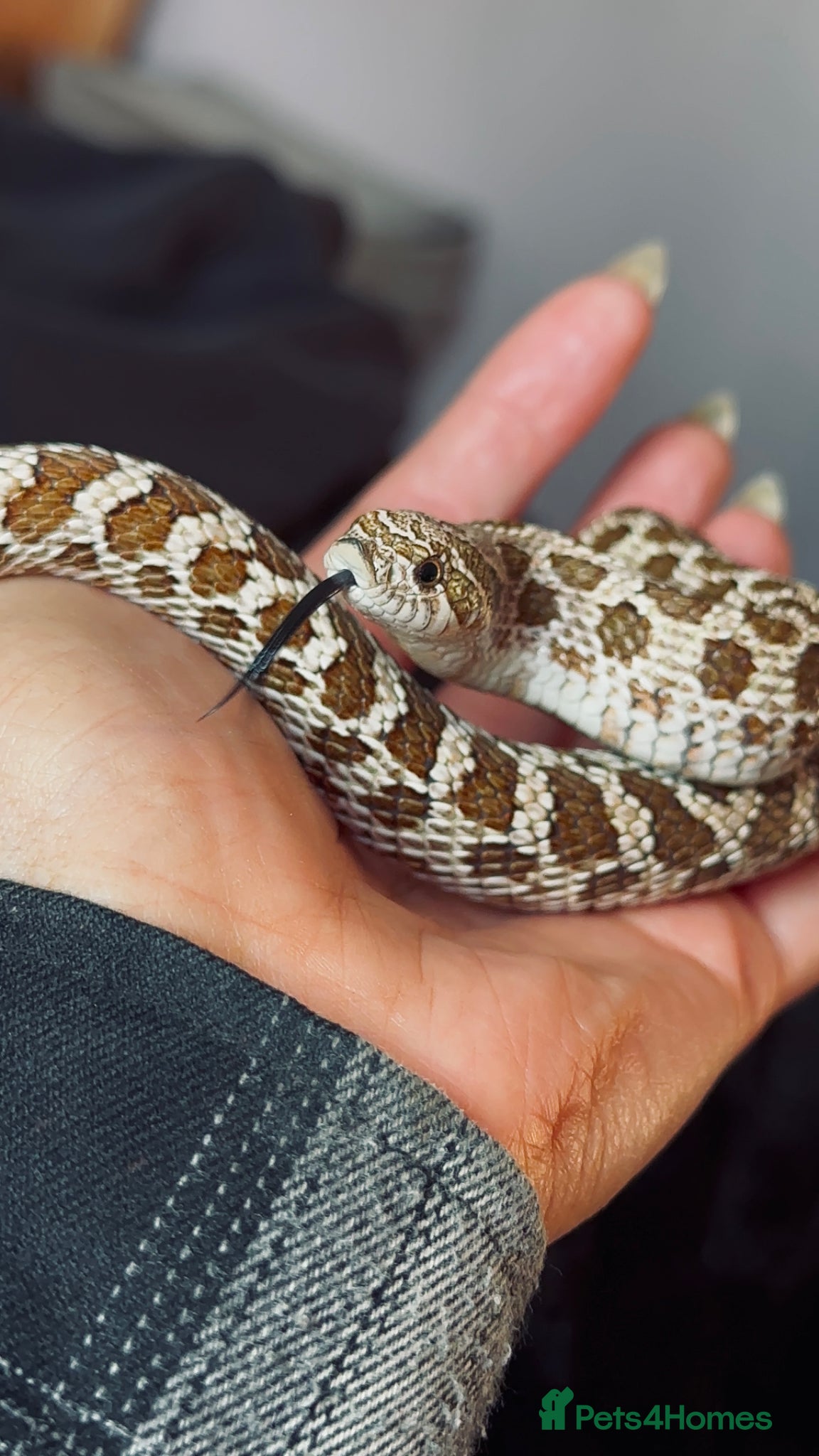Snake reptiles Western hognose - Toffee  - Advert 11