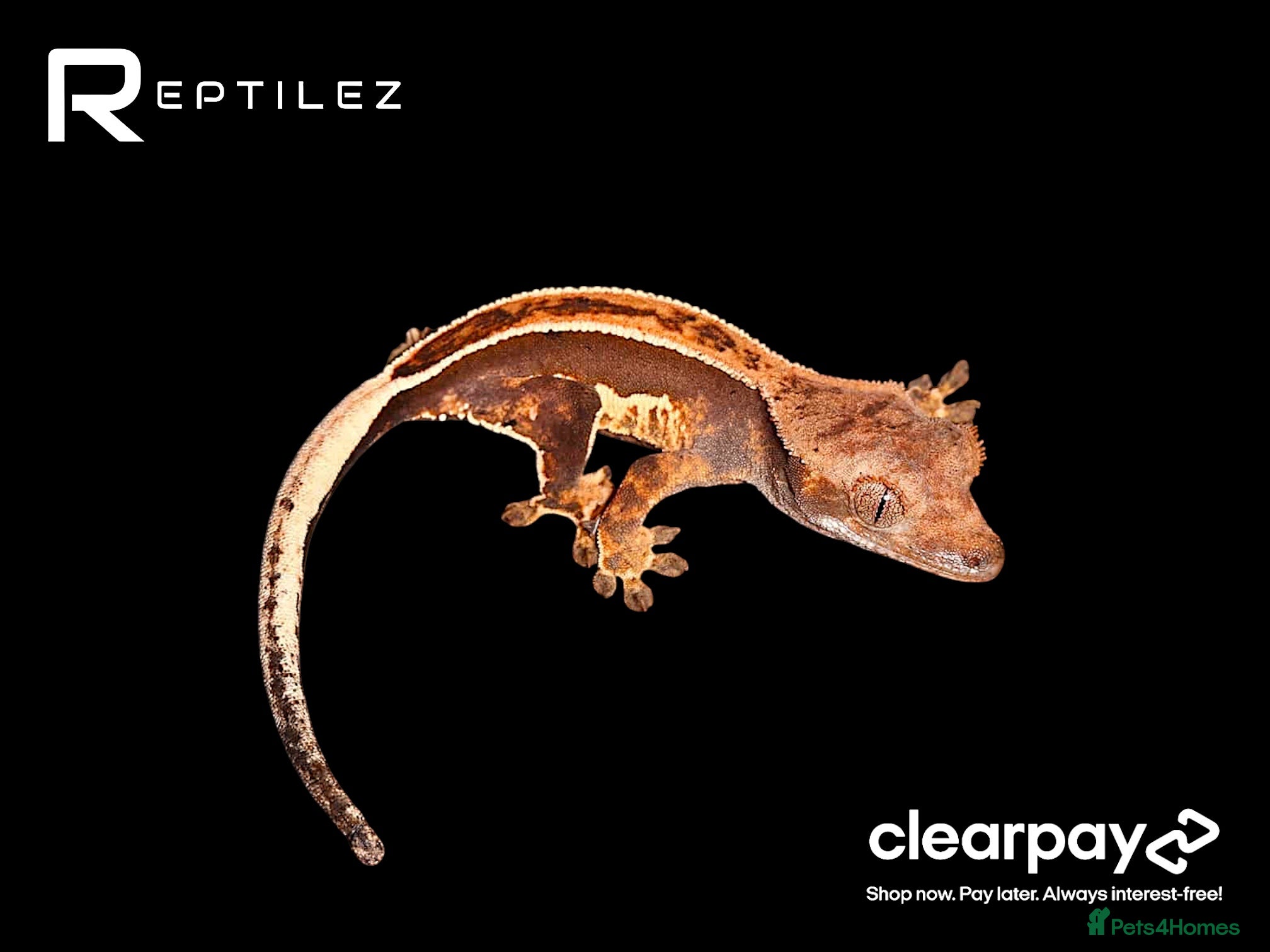 Gecko reptiles GECKO BABIES - Advert 12