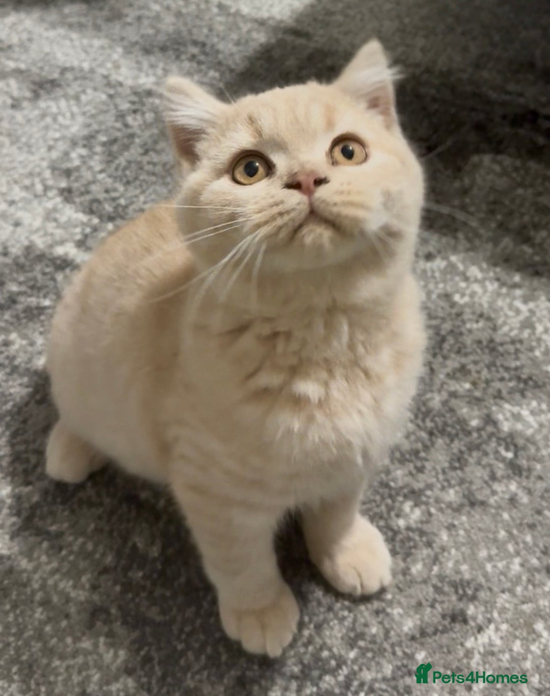 British Shorthair cats for sale: GCCF registered cream bsh boy - Advert 10