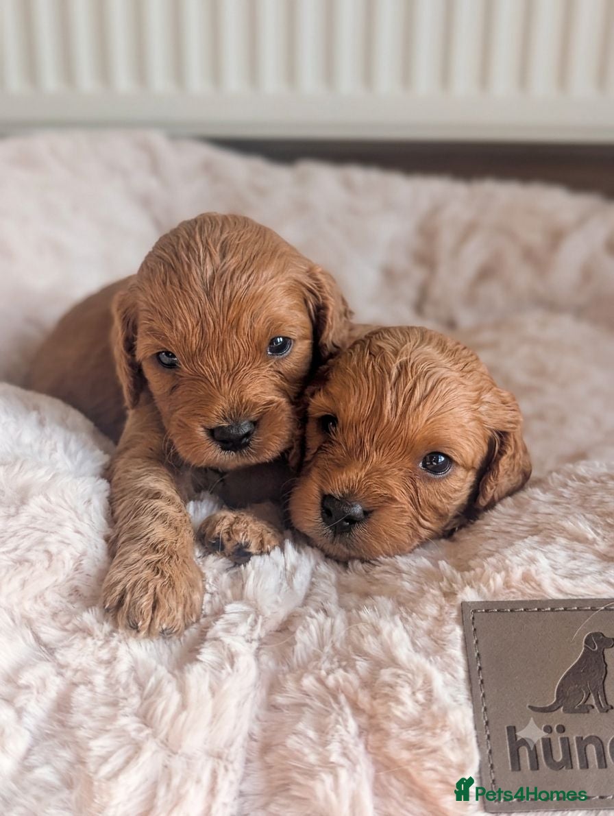 Cavapoo dogs 🌟 F1 Cavapoo Puppies –  Health Tested Parents - Advert 1