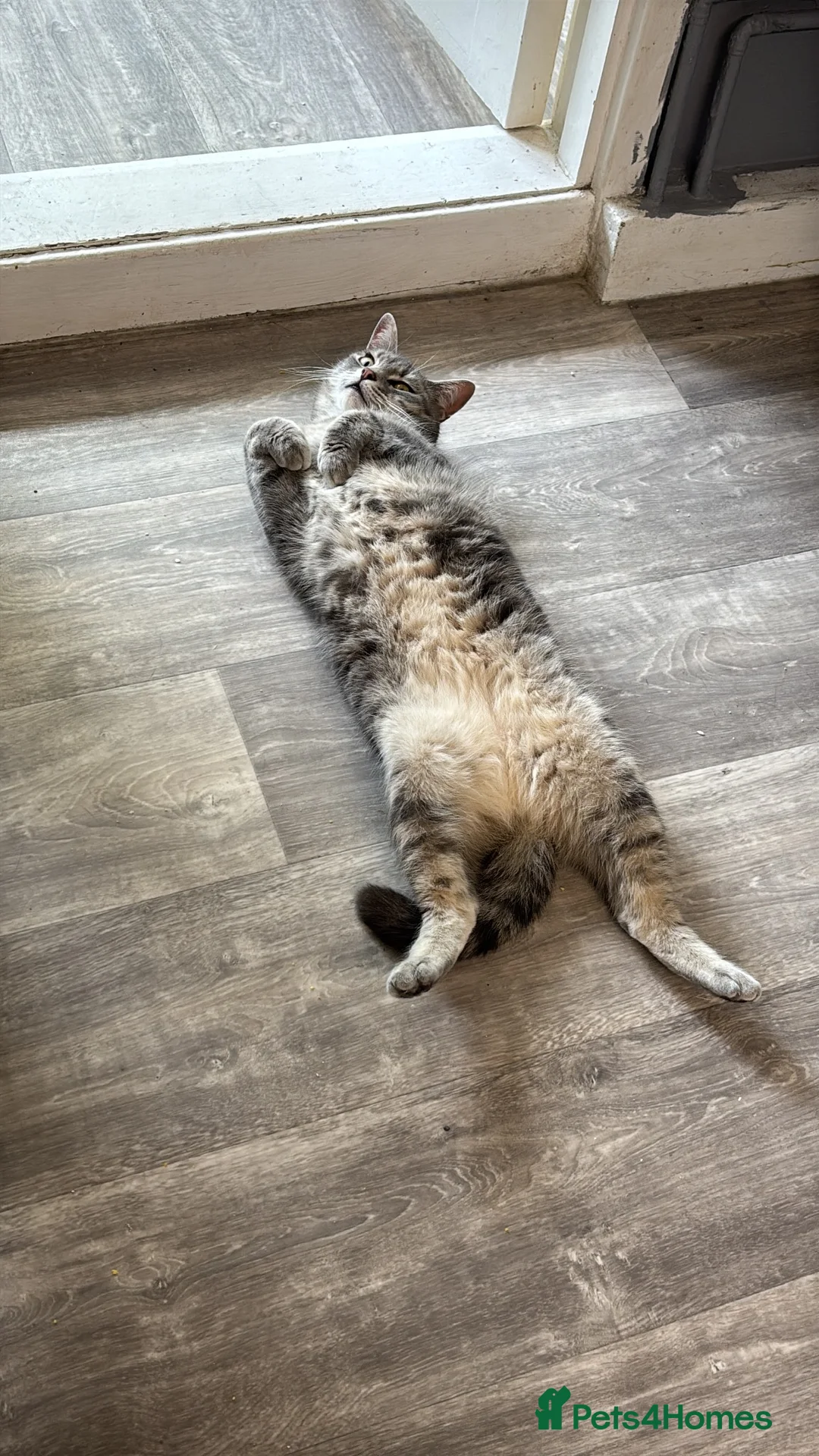 Mixed Breed cats for sale: Russian tabby Aura 4 years old  - Advert 3