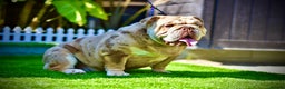 English Bulldog dogs for stud: Wow Taz  ENGLISH BULLDOG STUD  in Canvey Island - Advert 2