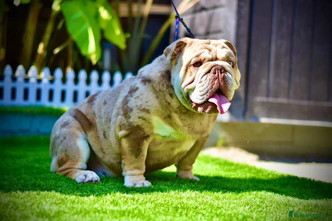 English Bulldog dogs for stud: Wow Taz  ENGLISH BULLDOG STUD  in Canvey Island - Advert 2