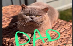 British Shorthair cats for sale: 🌟 Adorable British Shorthair Kittens – Ready! 🌟 - Image 25
