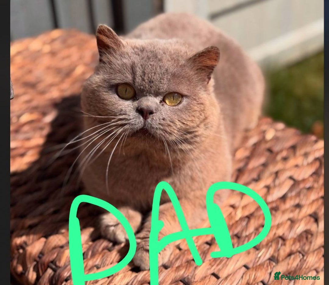 British Shorthair cats for sale: 🌟 Adorable British Shorthair Kittens – Ready! 🌟 - Image 25