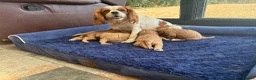 Cavapoo dogs for sale: Beautiful Cavapoo puppies. - Advert 3