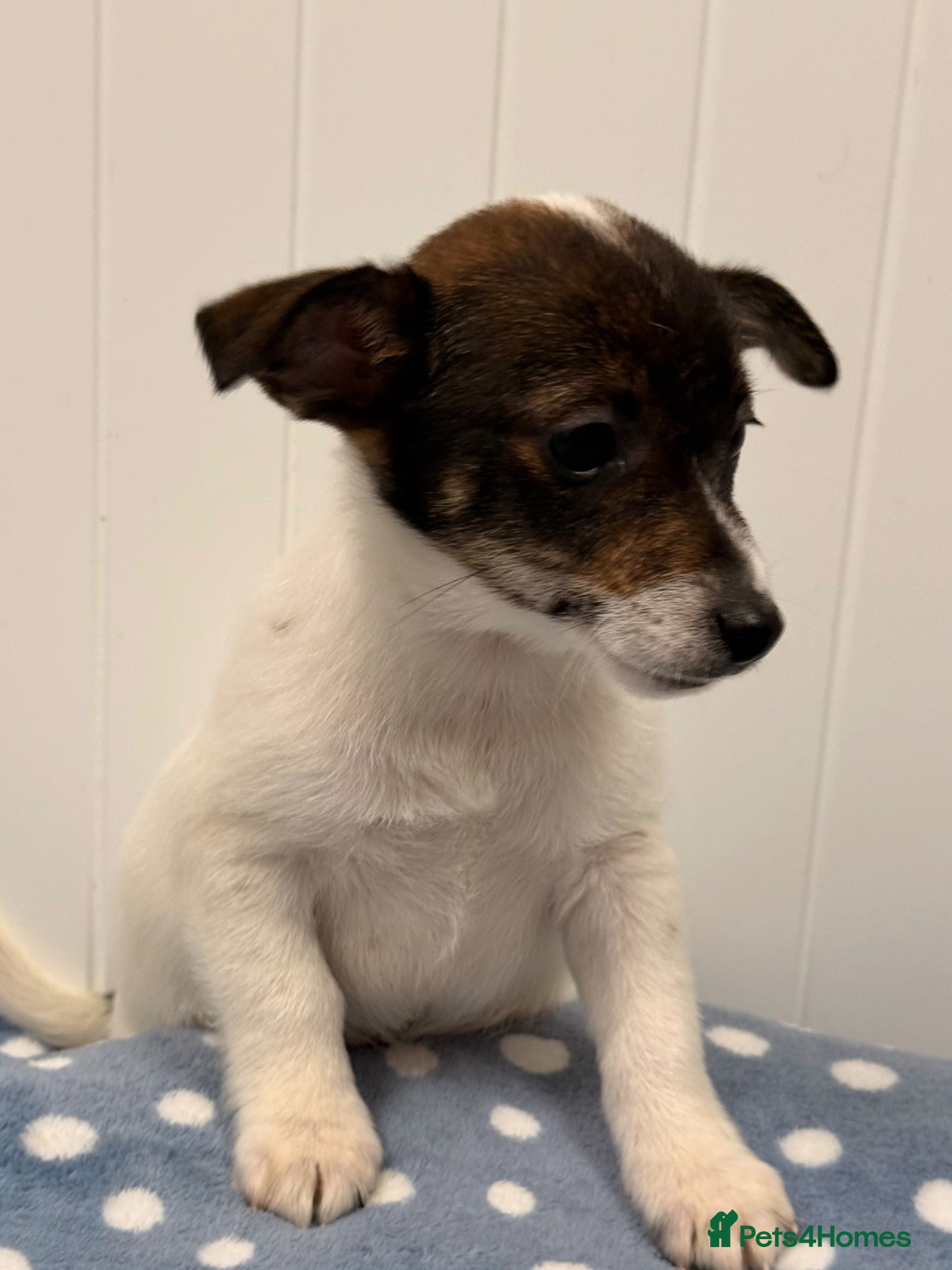 Jack Russell dogs Miniature Jack Russell puppies - Advert 2