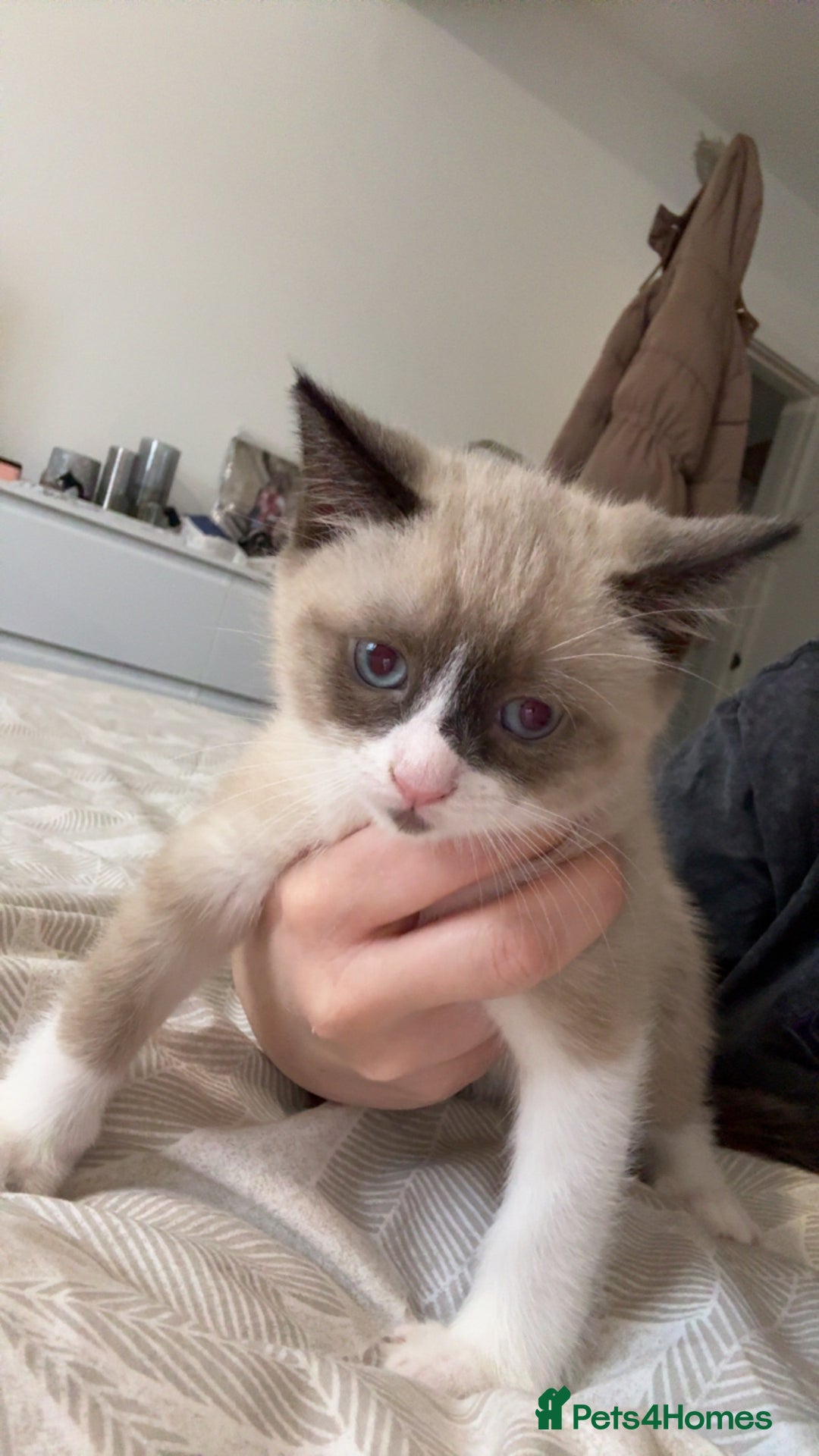 Mixed Breed cats for sale: Beautiful mix breed kittens - Image 29