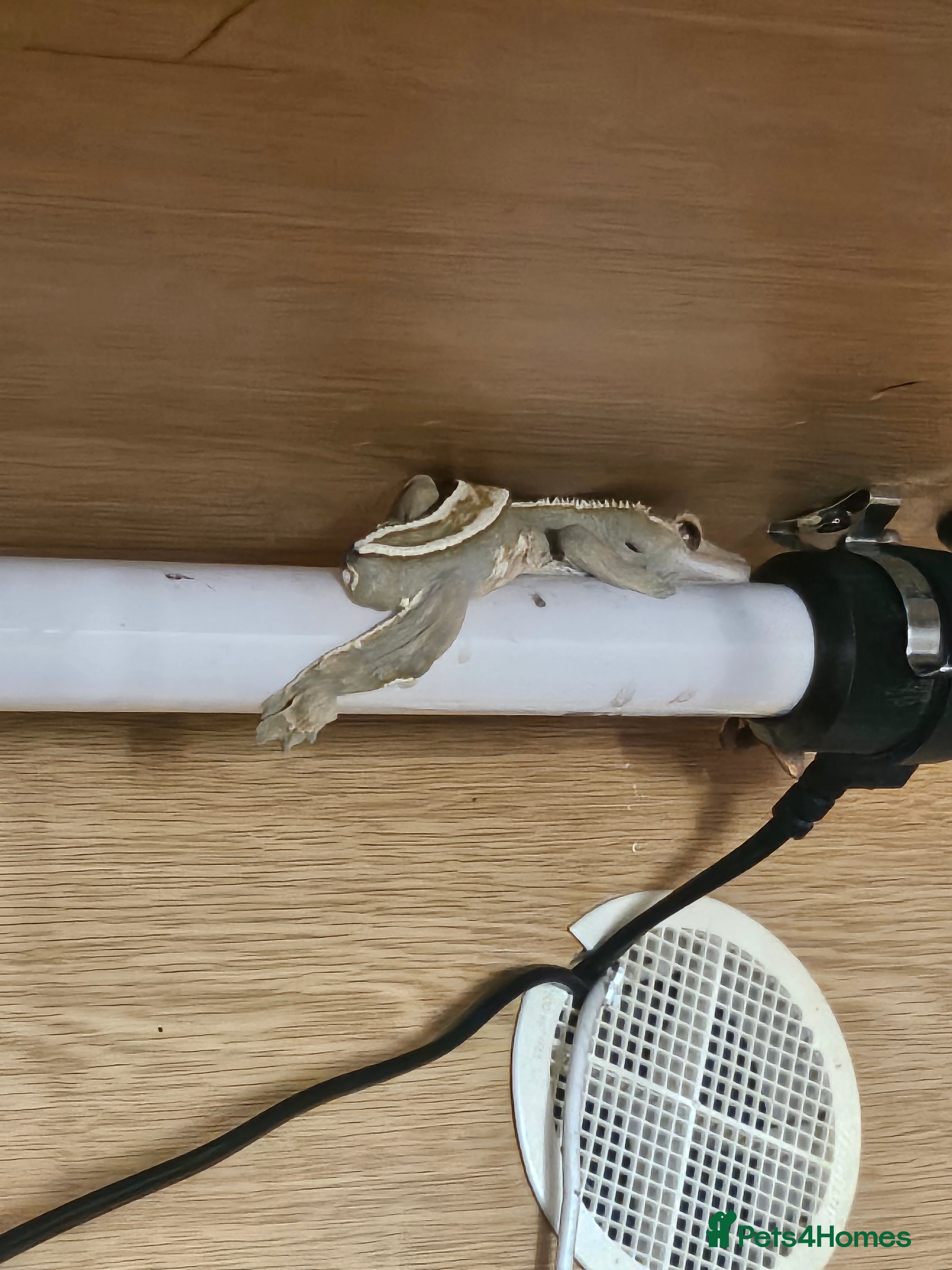 Gecko reptiles Crested gekos and viv - Advert 1