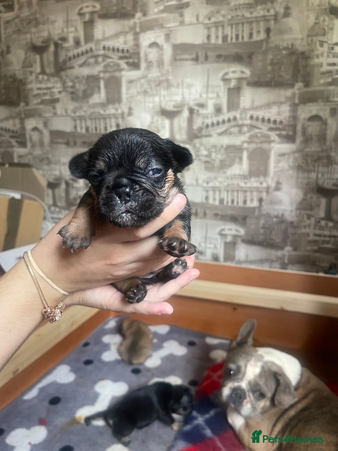 French Bulldog dogs for sale: French bulldog - Image 4