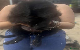 Labradoodle dogs for sale: F1 labradoodle puppies  - Image 5