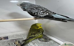 Budgerigars birds for sale: Aviary budgies for sale  - Image 1