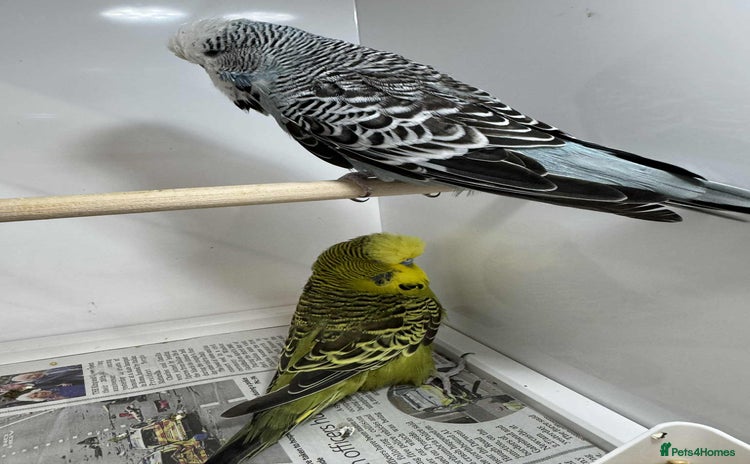Budgerigars birds - Advert 6