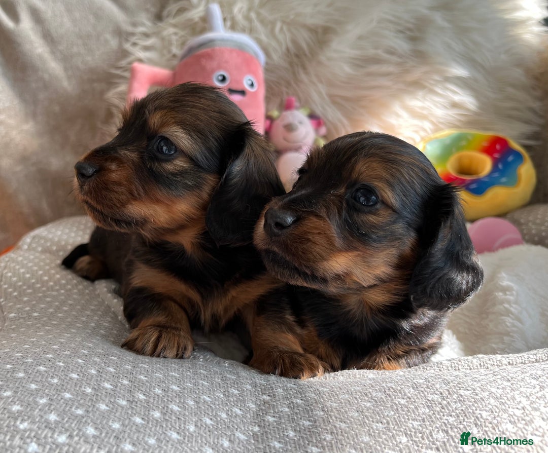 Miniature Dachshund dogs for sale: Top Show Quality KC Miniature Dachshund Puppies - Image 7