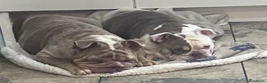 English Bulldog Betty