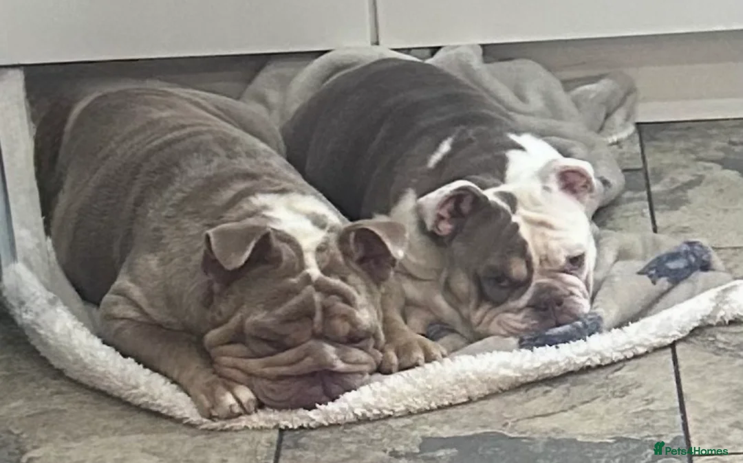 English Bulldog dogs for sale: 🐾 Bruno & Betty  - Advert 2