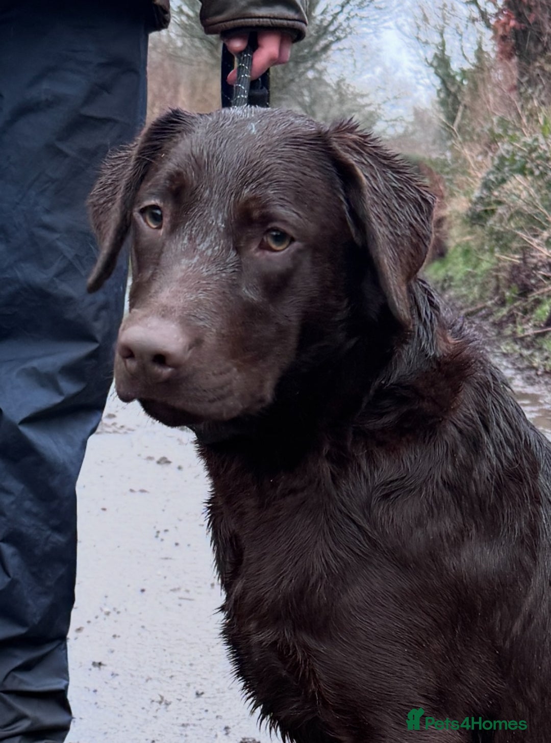 Labrador Retriever dogs for sale: KC Registered Chocolate Labrador Bitch - Advert 3