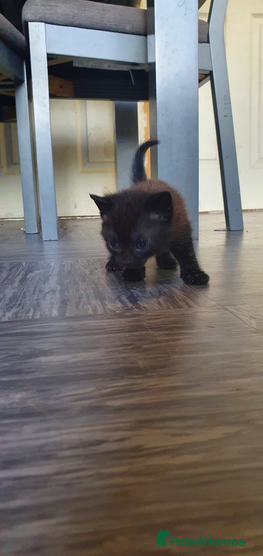 Tonkinese cats for sale: Beautiful tonkinese kittens  - Advert 5