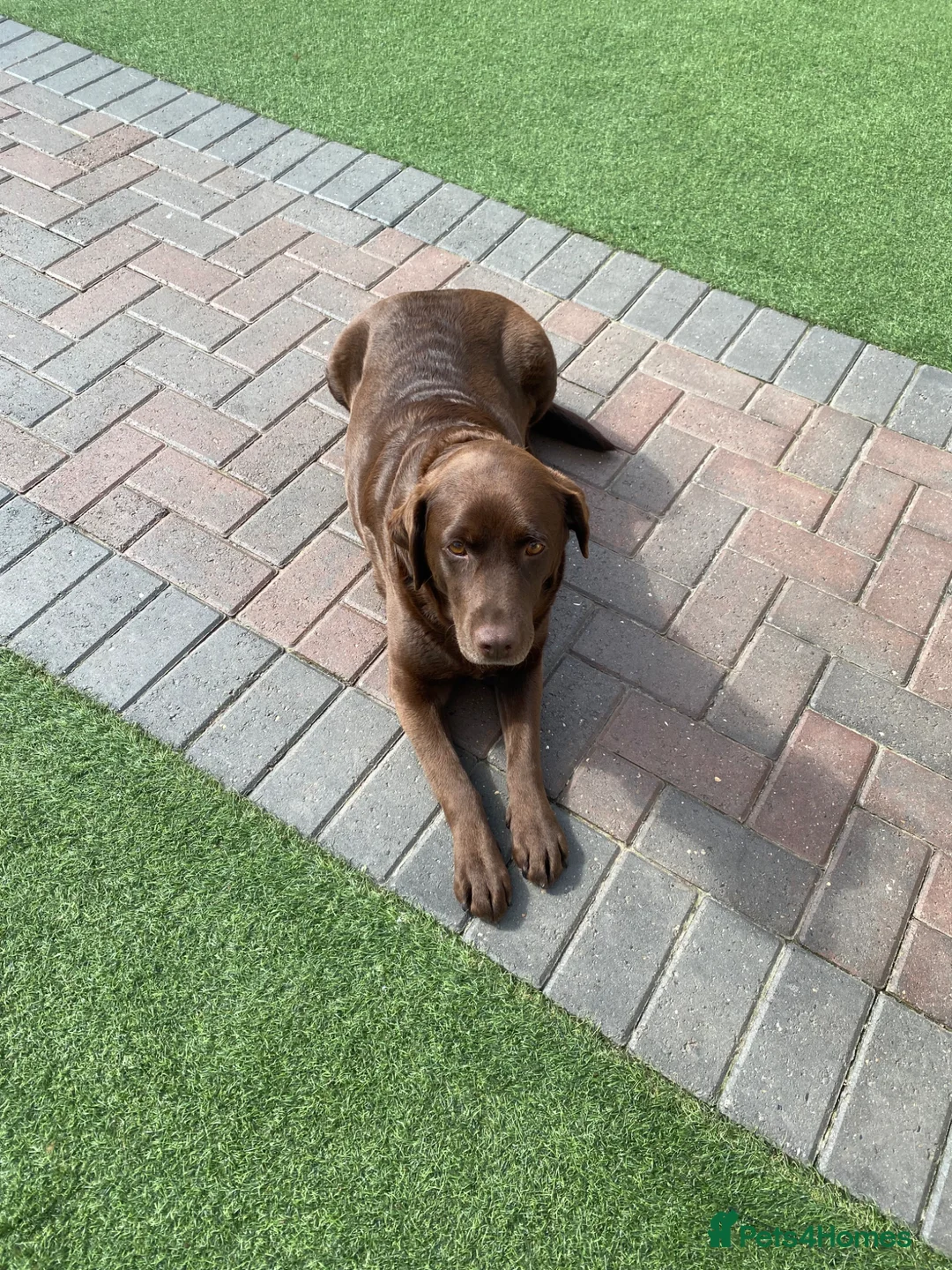 Labrador Retriever dogs for sale: Stunning Labrador puppies - Advert 2