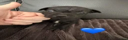 Staffordshire Bull Terrier dogs for sale: Staffordshire Bull Terrier Puppys in Merthyr Tydfil - Advert 8