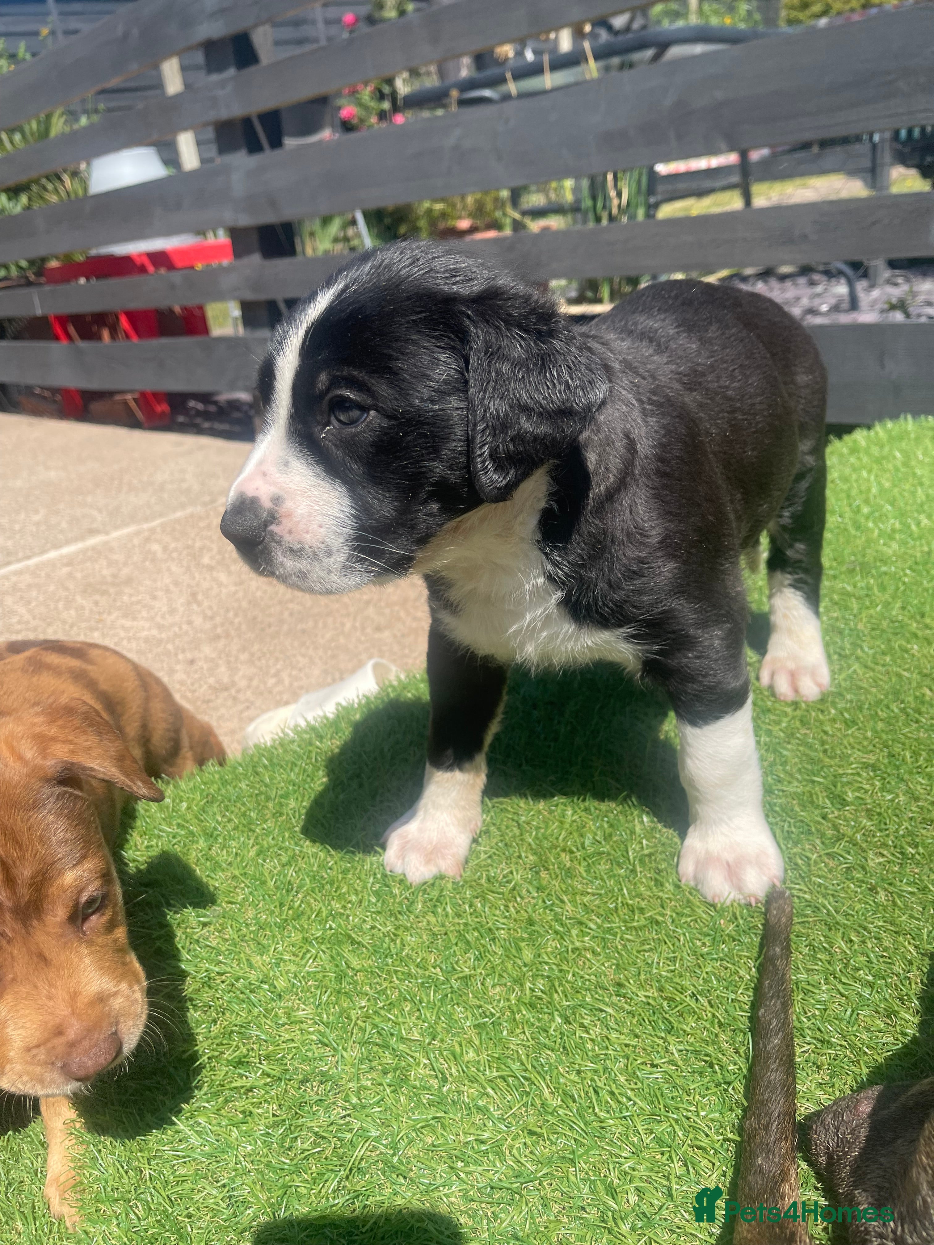 Mixed Breed dogs One of a kind PUPPIES mixed breed  - Advert 2