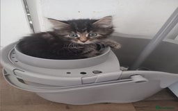 Mixed Breed cats for sale: From Our Loving Home to Yours - Image 14