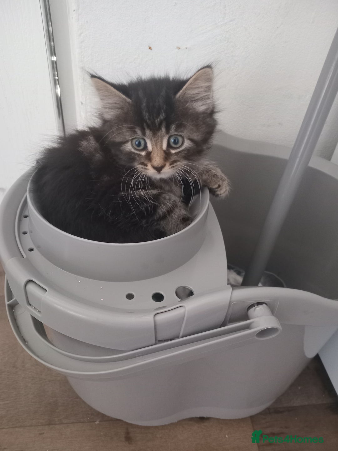 Mixed Breed cats for sale: From Our Loving Home to Yours - Image 14