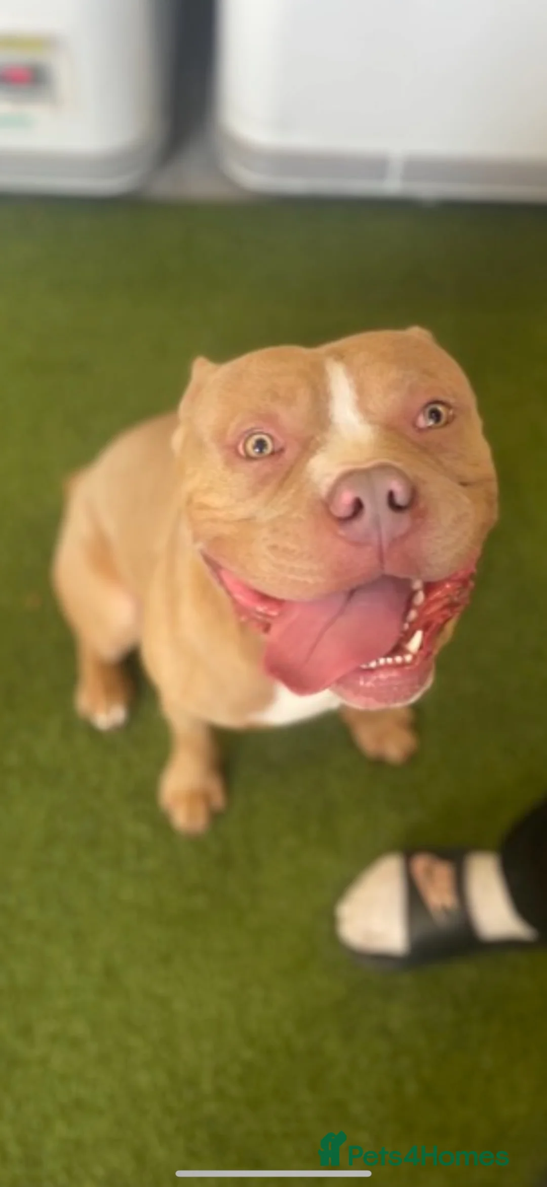 American Bully dogs for sale: American Standard Bully  - Advert 1