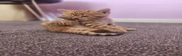 Scottish Fold cats for sale: 5 Beautiful Scottish Kittens Ready for Homes 🐾 - Advert 3