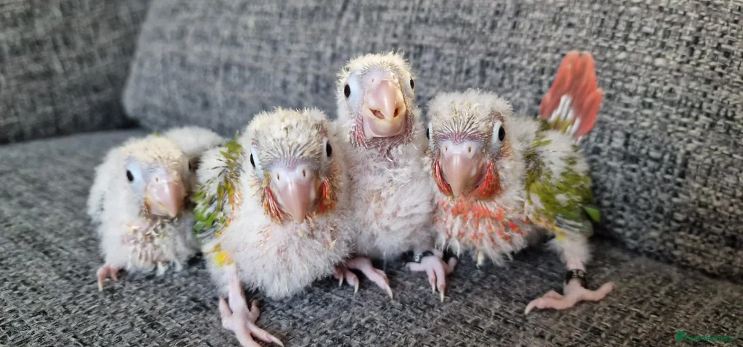 Conures birds for sale: Adorable fully hand reared conures  - Advert 2