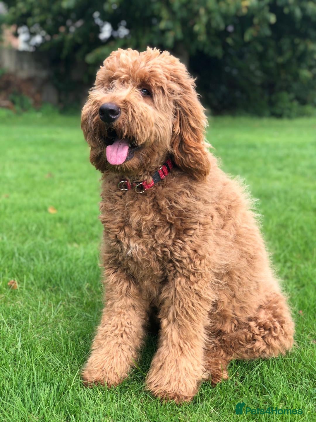 Mixed Breed dogs F1B STANDARD PRA CLEAR STBERNADOODLE - Advert 1