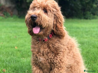 Mixed Breed dogs F1B STANDARD PRA CLEAR STBERNADOODLE - Advert 5