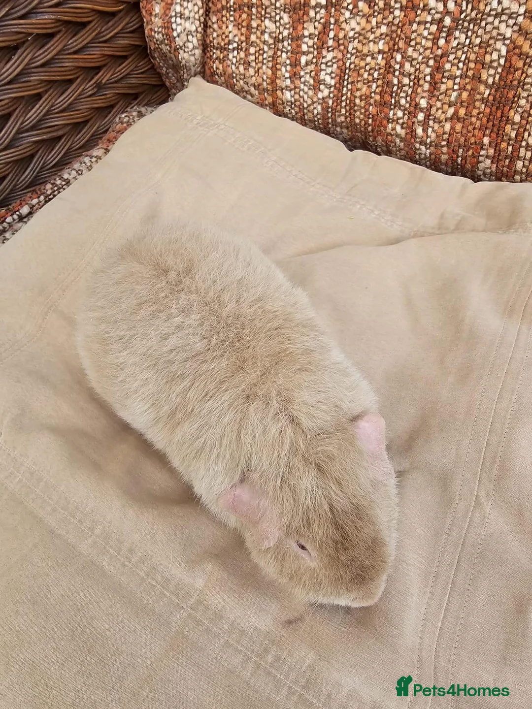 Guinea Pig rodents for sale: Male beautiful Teddy guinea pig - Advert 5