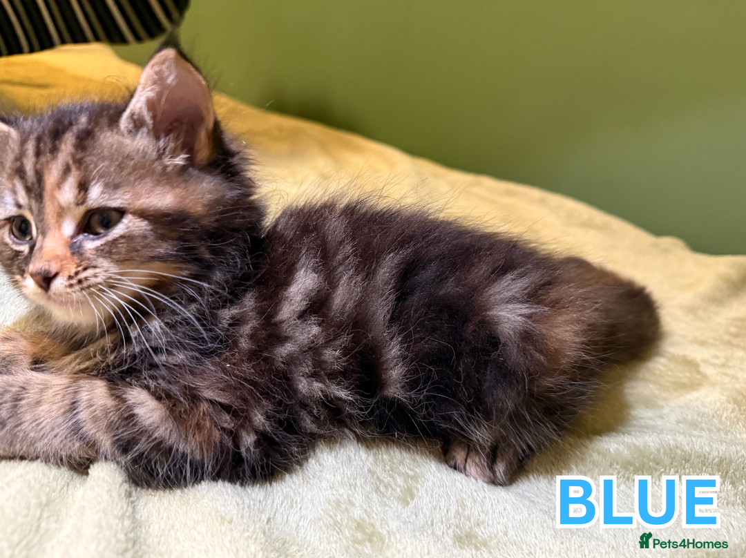 Maine Coon cats for sale: Maine Coon Cross Kittens Ready for Homes! - Advert 11