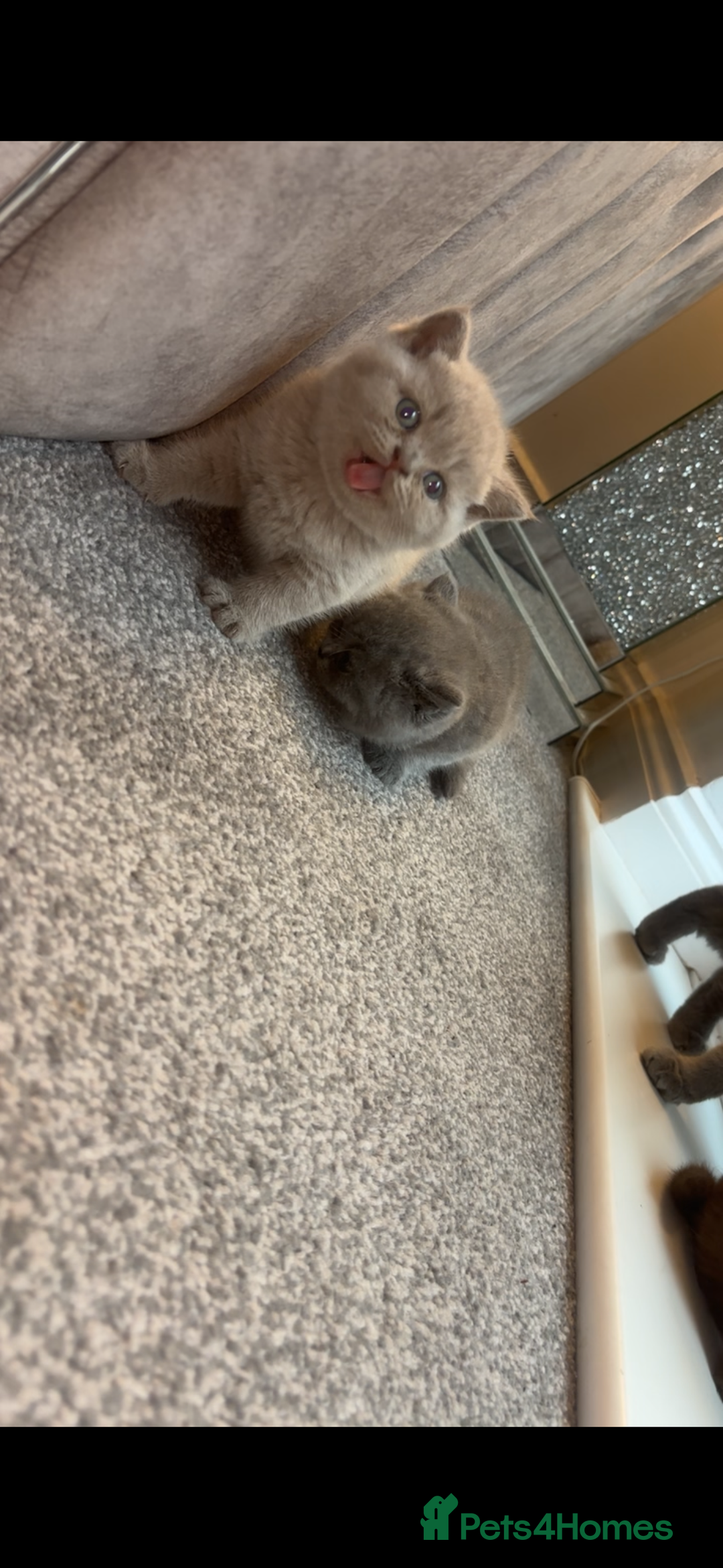 British Shorthair cats for sale: Beautiful British Shorthair Kittens  - Image 8