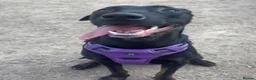 Mixed Breed dogs for sale: Nyla (malanois, Doberman, lurcher mix) in Leeds - Advert 4