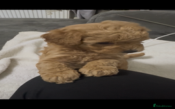 Toy Poodle dogs for sale: Stunning toy poodles  - Image 29