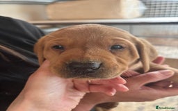 Labrador Retriever dogs for sale: Labrador Kc registered  - Image 1