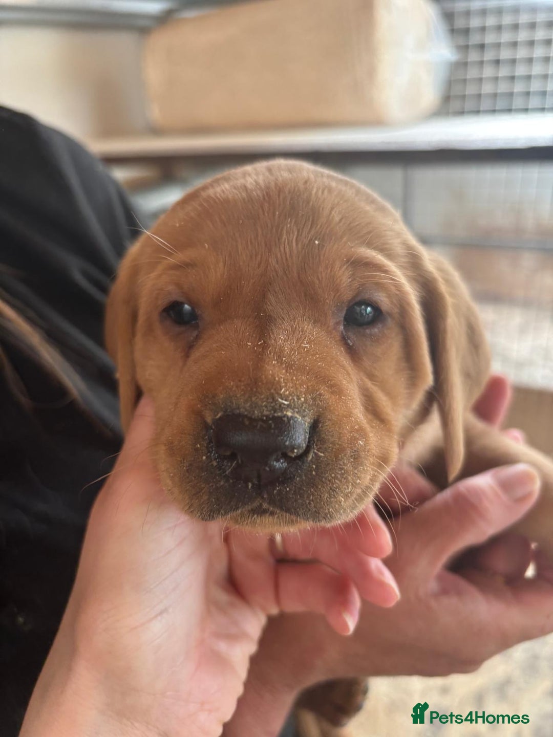 Labrador Retriever dogs for sale: Labrador Kc registered  - Image 1