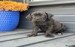 Mixed Breed dogs for sale: Last Four Mastiff pups available  - Image 15