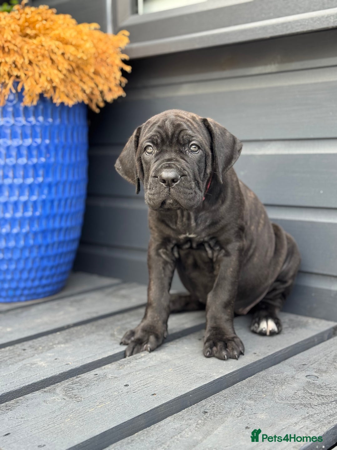 Mixed Breed dogs for sale: Last Four Mastiff pups available  - Image 15