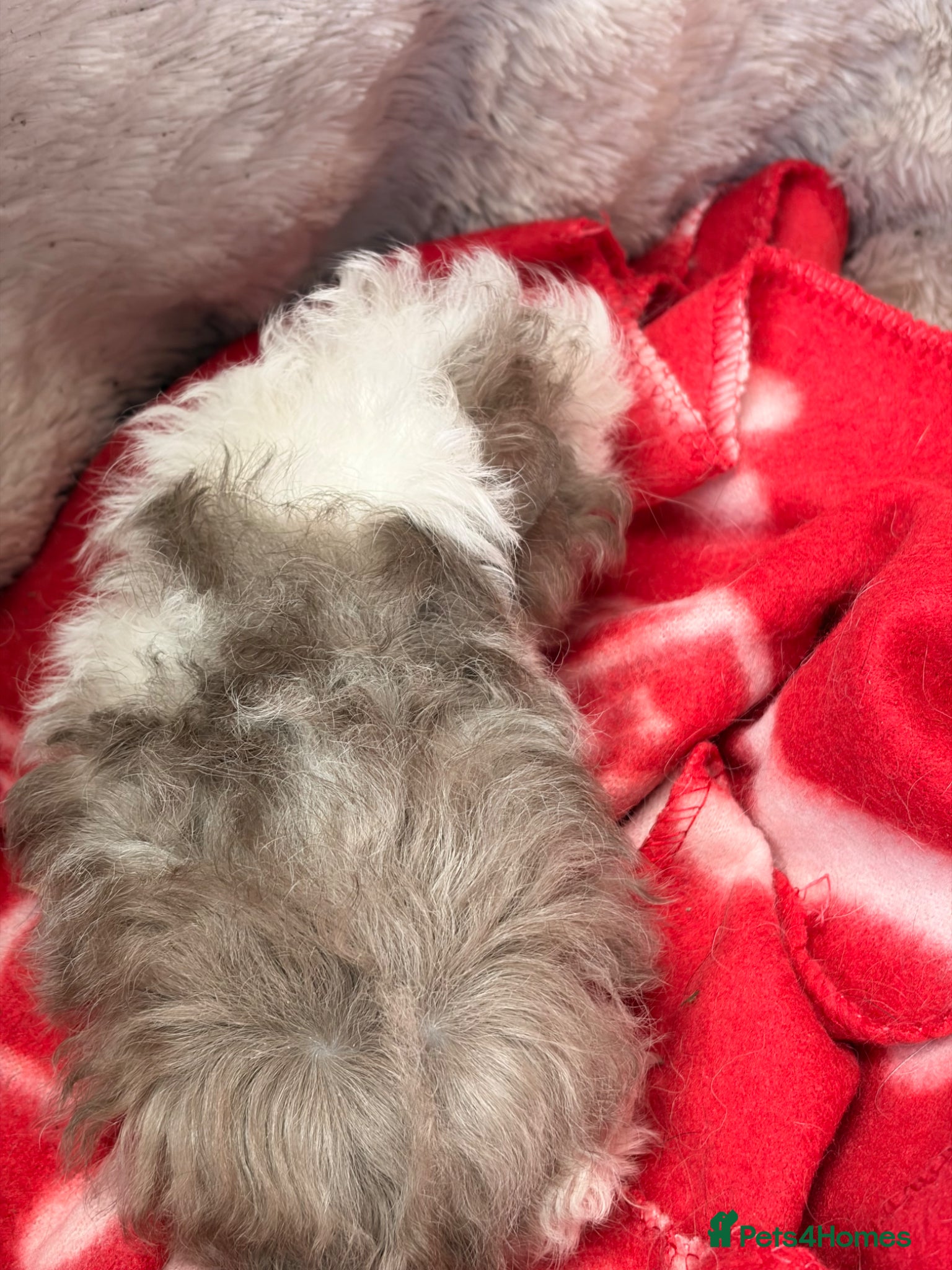 Guinea Pig rodents for sale: BEAUTIFUL BABY BOY GUINEA PIGS - Advert 10