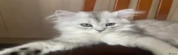 Scottish Fold cats for sale: Scottish Fold/Straight - Advert 10