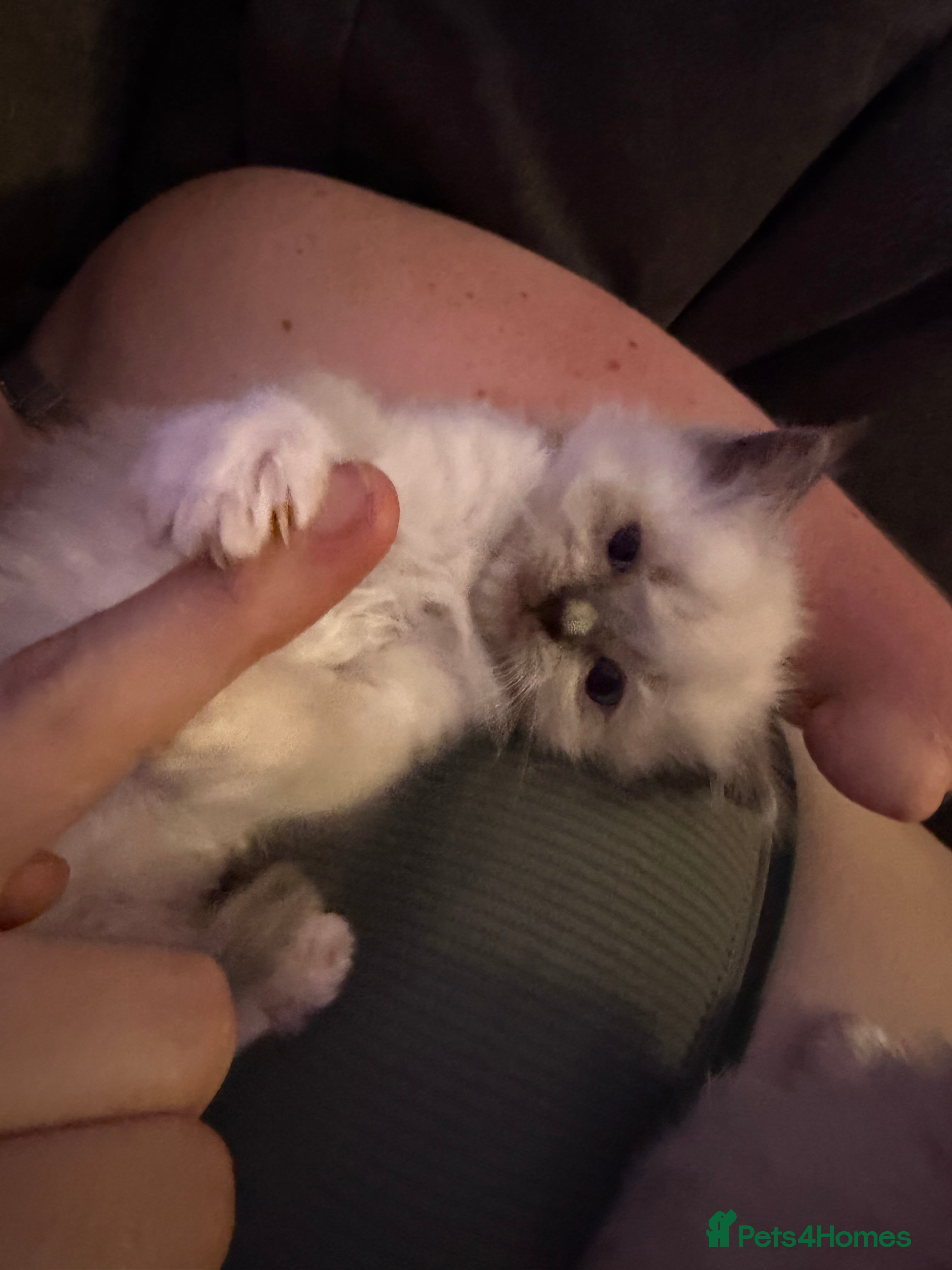 Ragdoll cats 3 beautiful boys ready NOW 😍 REDUCED 😩 500 - Advert 12