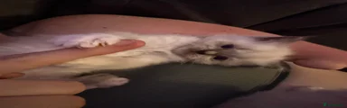 Ragdoll Kitten 3