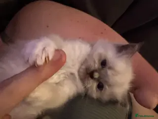 Ragdoll cats 3 beautiful boys ready NOW 😍 REDUCED 😩 500 - Advert 12